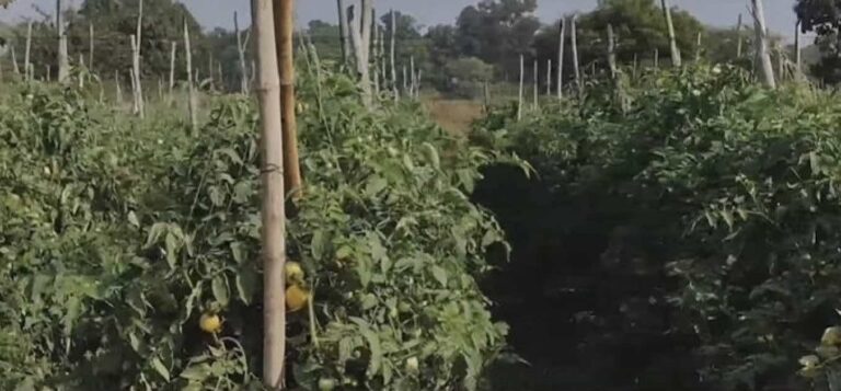 Mann Ki Baat: PM Modi Hails ‘Vegetable Revolution’ In Odisha’s Kalahandi