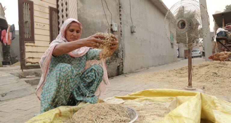 Organic farming in Punjab