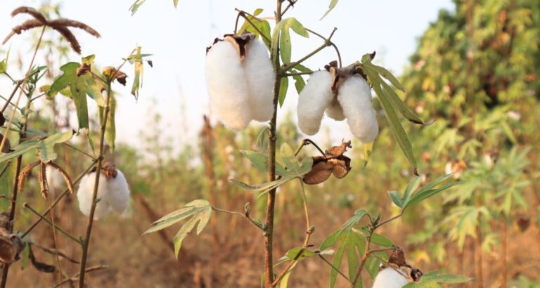 Organically grown cotton in Punjab