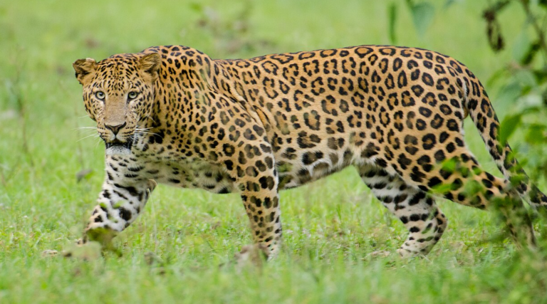 34 Leopards, 3 RBTs Died In Odisha In Last 5 Years: Minister Informs Assembly
