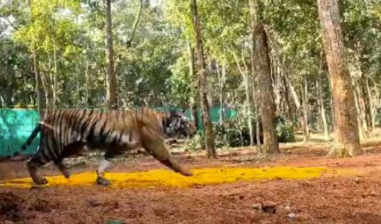 NTCA Puts Brakes On Relocation Of Two Tigers From MP To Odisha