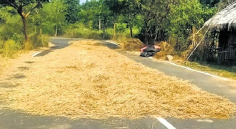 Rain Causes Extensive Damage To Paddy In Odisha; Govt Seeks Report
