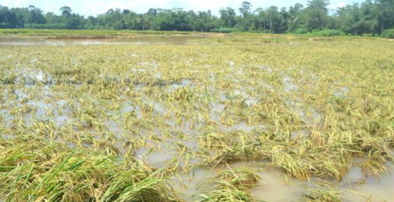 2 More Farmers Die In Odisha After Crop Loss Due To Unseasonal Rains