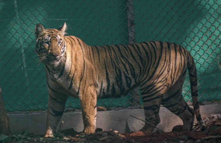 Will Tigress Zeenat Return To Odisha On Its Own After Straying Into Jharkhand?