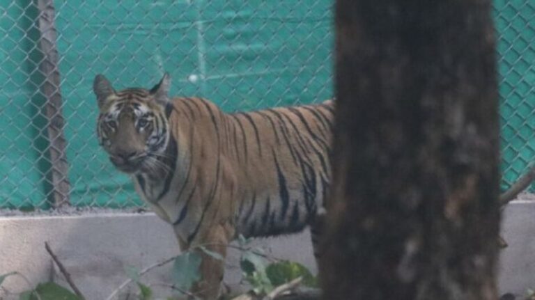 Similipal's Tigress Zeenat