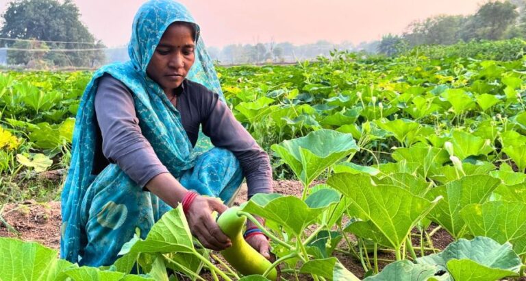 Bundelkhand bottle gourd