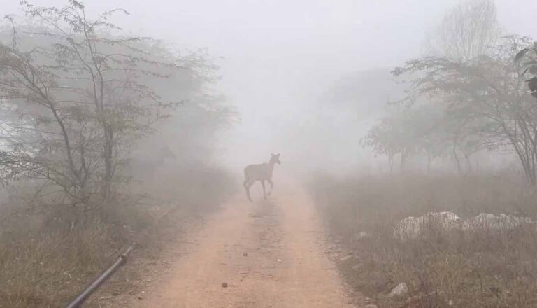 Night Temp Likely To Rise In Odisha After 24 Hours; Dense Fog Alert Continues For 3 Days