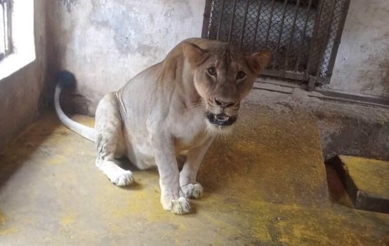 2 Days After Giving Birth To 3 Cubs, Lioness Rewa Passes Away At Odisha’s Nandankanan