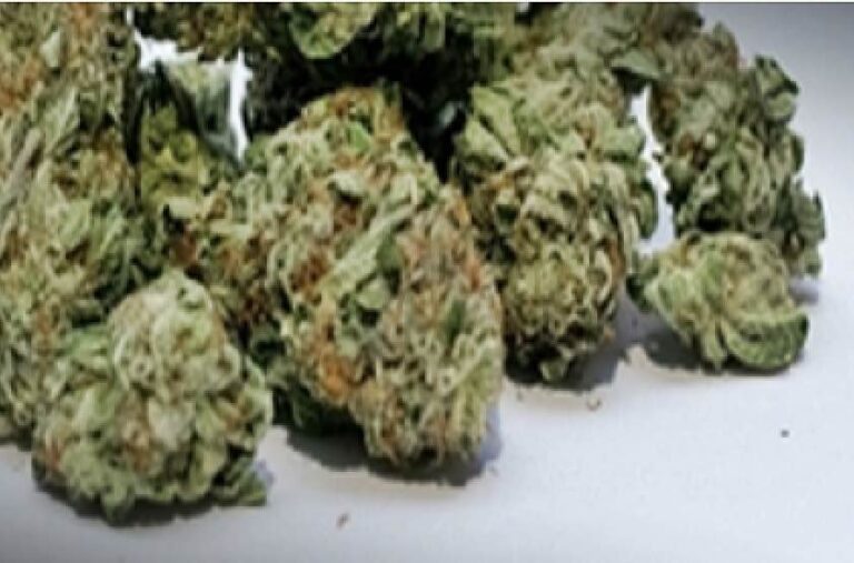 Youth Held With Rs 7 Cr Marijuana At Bhubaneswar Airport; 3rd Drug Haul In 12 Days