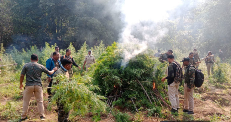 Over 1.77 Crore Hemp Plants Destroyed By Odisha Police In 2024