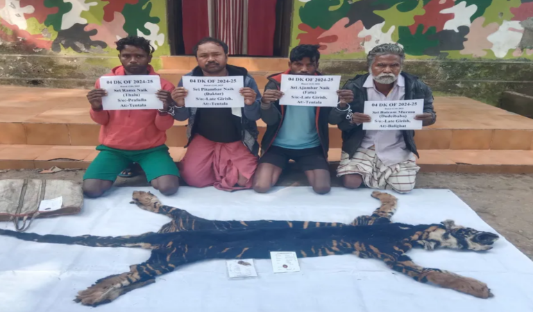 4 Poachers Held With Rare Melanistic Tiger Skin In Odisha’s Similipal