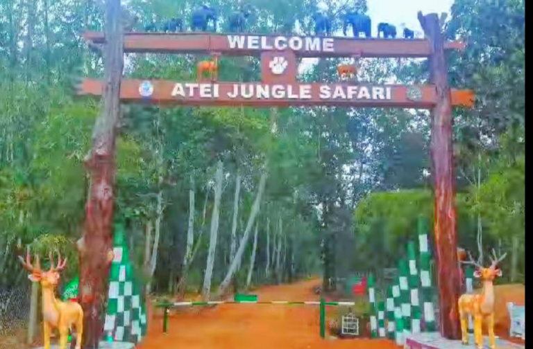 New Atei Jungle Safari In Odisha A Major Attraction For Tourists