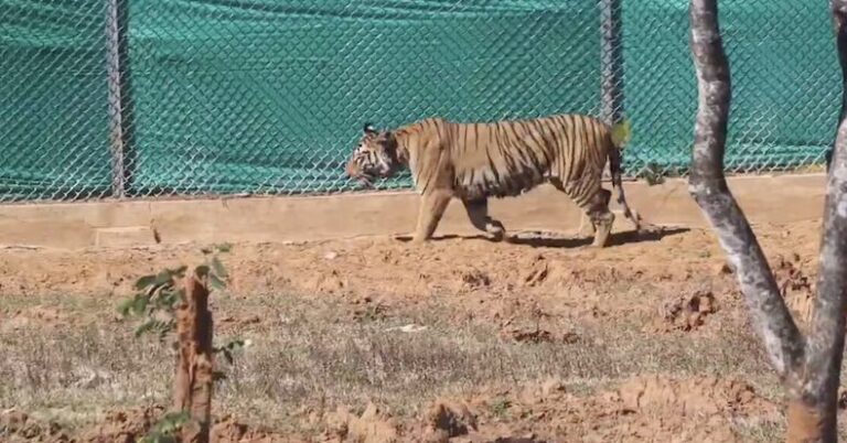 Back In Odisha, Tigress Zeenat Released Into Soft Enclosure In Similipal Tiger Reserve