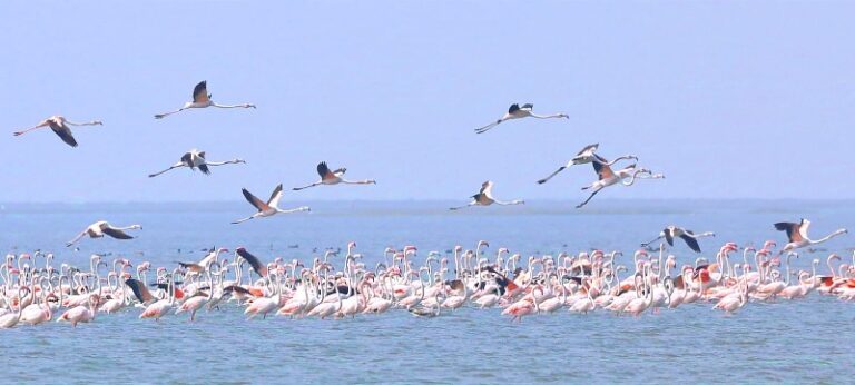2 Flamingos In Odisha’s Chilika Lake Fitted With GPS To Track Migration Pattern
