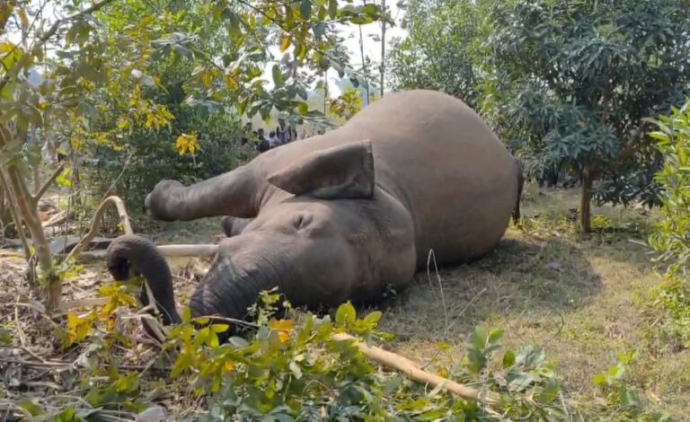 Two Elephants Found Dead In Odisha; One Succumbs After Suspected Fight With Another Tusker