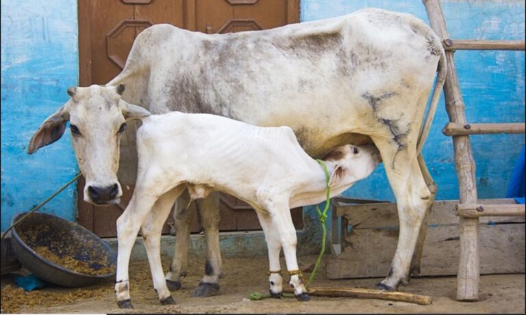 Odisha Govt To Provide Free Treatment & Vaccination For Livestock