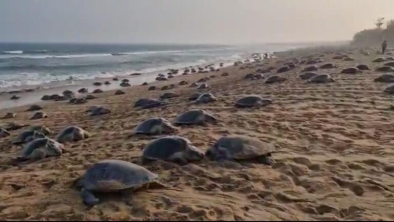 Odisha's first Marine Conservation Awareness Month