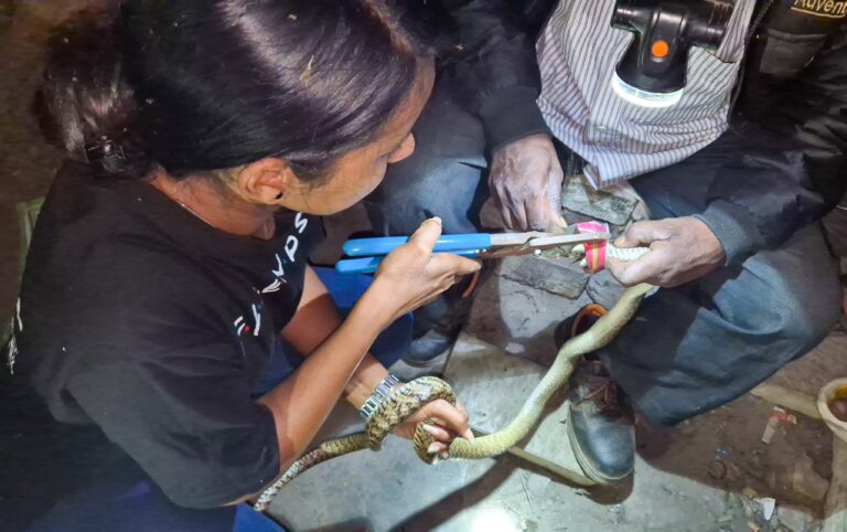 Rat Snake With Head Trapped In Abandoned Beer Can Rescued In Bhubaneswar