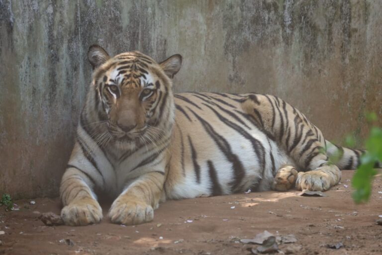 Tiger Population In Odisha’s Nandankanan Rises To 28 As Ankita Gives Birth To Cub