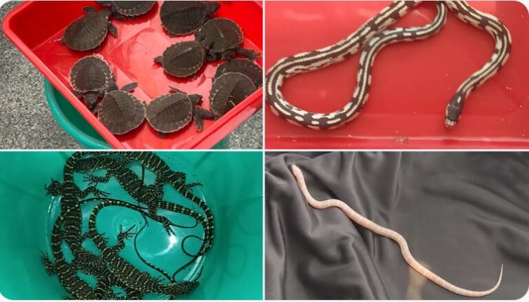 Exotic Species Seized By Customs At Bhubaneswar Airport, 1 Held