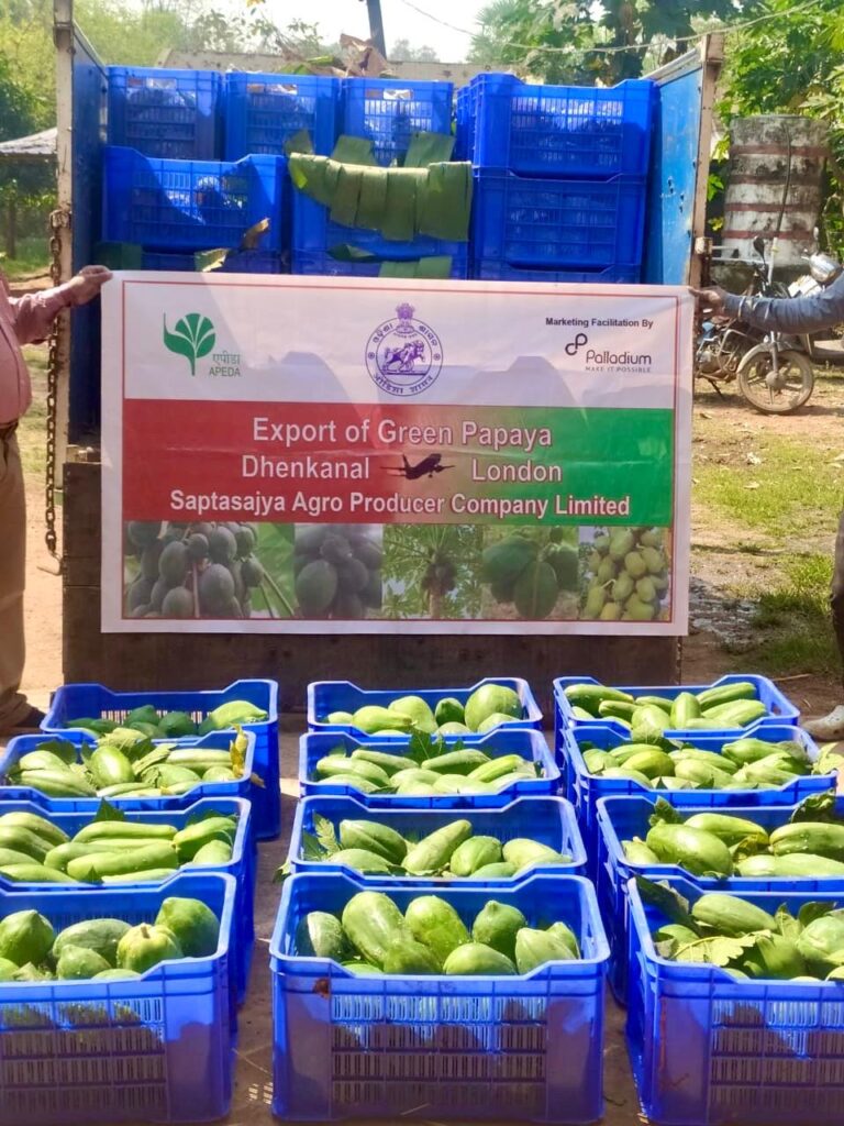 Green papayas export