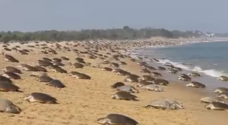 Olive Ridley Turtles Lay Eggs At Eakakulanasi Island Of Odisha After 33 Years