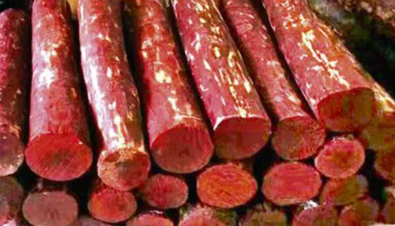 Odisha Gears Up For Global E-Auction Of Red Sandalwood Logs In April