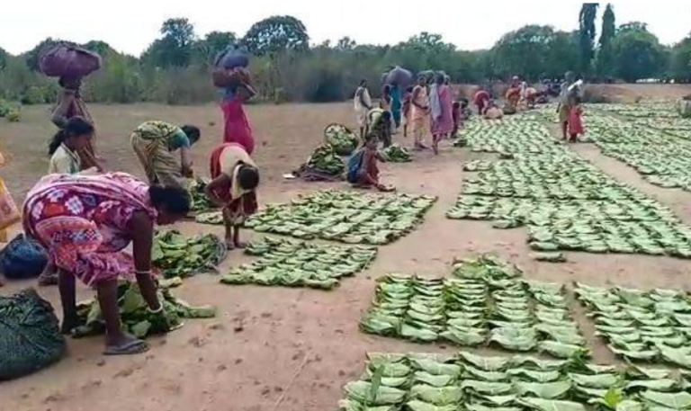 Odisha Govt Announces Rs 52.63 Cr Benefit For Kendu Leaf Pluckers