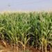 Maize fields in Anantapur