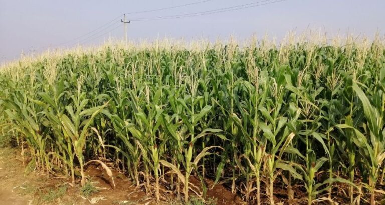 Maize fields in Anantapur