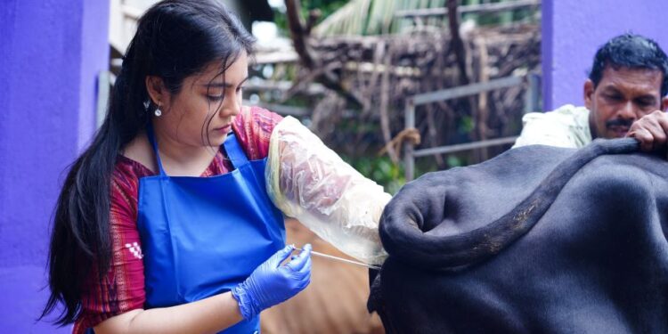 Milk production through artificial insemination