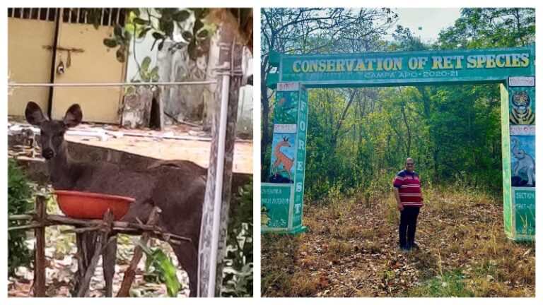 Sambar Enters Official Residence Of BDO To Quench Thirst In Odisha