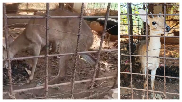 Caged Animals Rescued From Illegal Zoo After Complaint By Wildlife Expert In Odisha