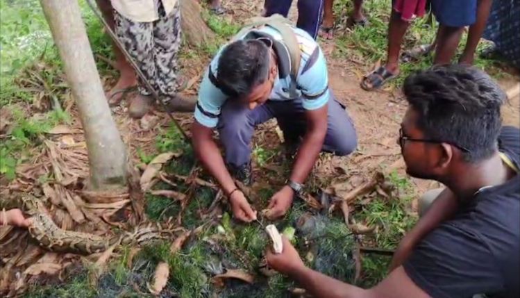 Burmese Python Entangled In Fishing Net Rescued By Snake Helpline In Puri