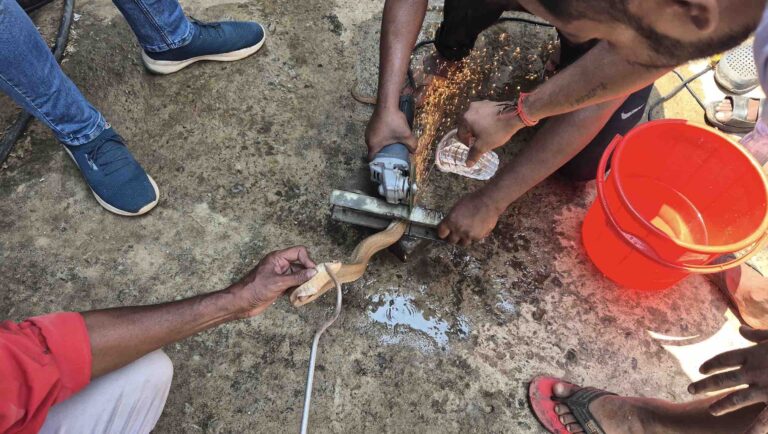 Odisha Residents Rescue Monocled Cobra With Help From Snake Helpline In Bhubaneswar