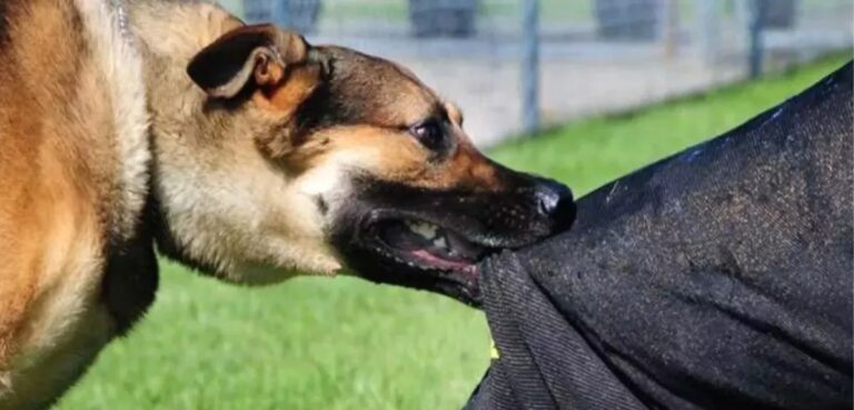 Mumbai Man Gets Sentenced To Four Months RI After Pet Dog Bites Neighbour