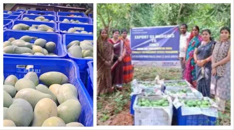 Odisha Mangoes Hit Global Market With Exports To European Countries