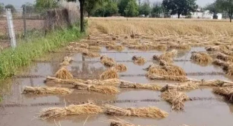 Odisha Govt Declares Unseasonal Rain As 9th State-Specific Disaster