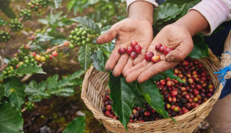 Odisha Govt To Promote Coffee Plantation In 3 More Districts