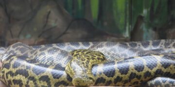7 yellow anacondas born in nandankanan