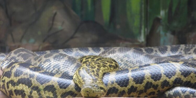 7 yellow anacondas born in nandankanan