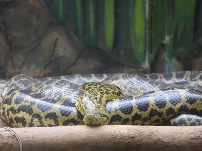 7 yellow anacondas born in nandankanan
