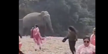 Elephant chases picnickers
