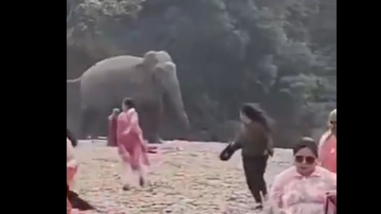 Elephant chases picnickers