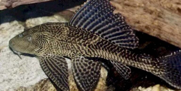 Beware The Devil’s Fish, Hyderabad Fishermen Send Out A Chilling Message