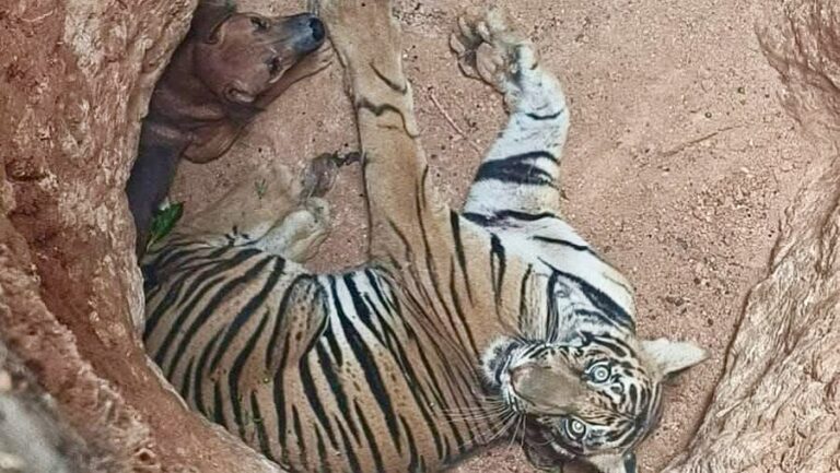 Tiger And Prey Fall Into 15-Feet Deep Pit In Village Along Kerala-Tamil Nadu Border