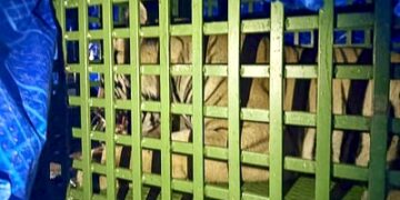 Oplus_131072