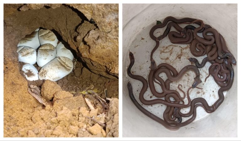 Cobra Rescued With 13 Hatchlings From Cowshed In Odisha Village