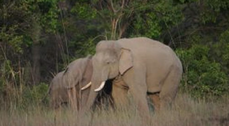 Odisha Hikes Ex-Gratia For Human Death Due To Wild Animal Attack