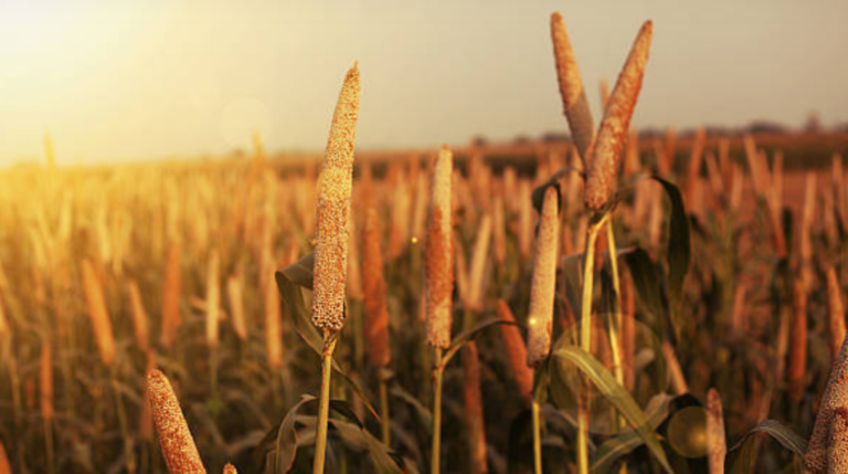 Odisha Govt Launches Scheme To Revive Traditional Crops